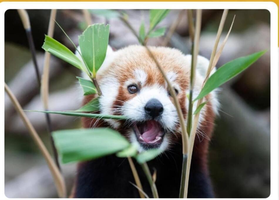Kozy Kabin ウォーターフォード エクステリア 写真